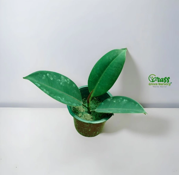 Ficus Elastic Abidjan 