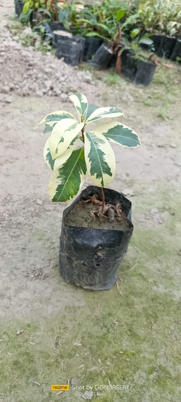 Ficus Elastic Does Cheri (50 Pcs.)