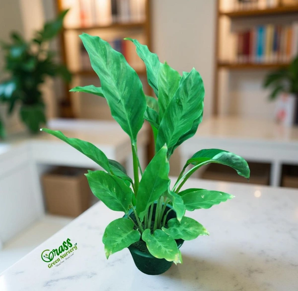Calathea Rufibarba