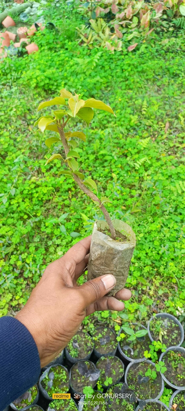Bougainvillea Sapling (100 Pcs.)
