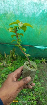 Bougainvillea Sapling (100 Pcs.)