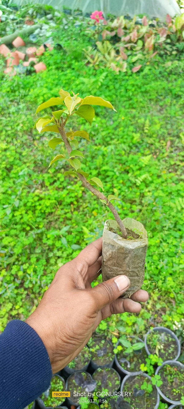 Bougainvillea Sapling (100 Pcs.)