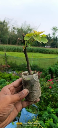 Bougainvillea Sapling (100 Pcs.)