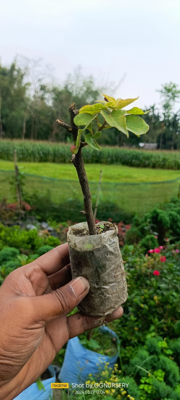 Bougainvillea Sapling (100 Pcs.)