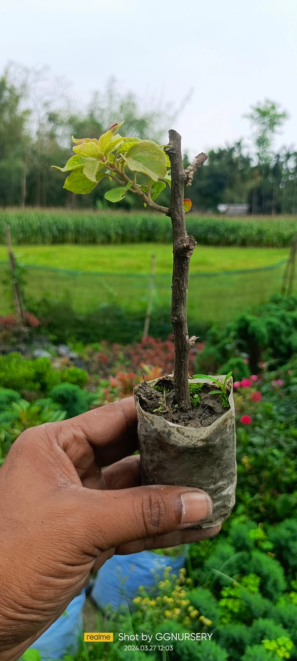 Bougainvillea Sapling (100 Pcs.)