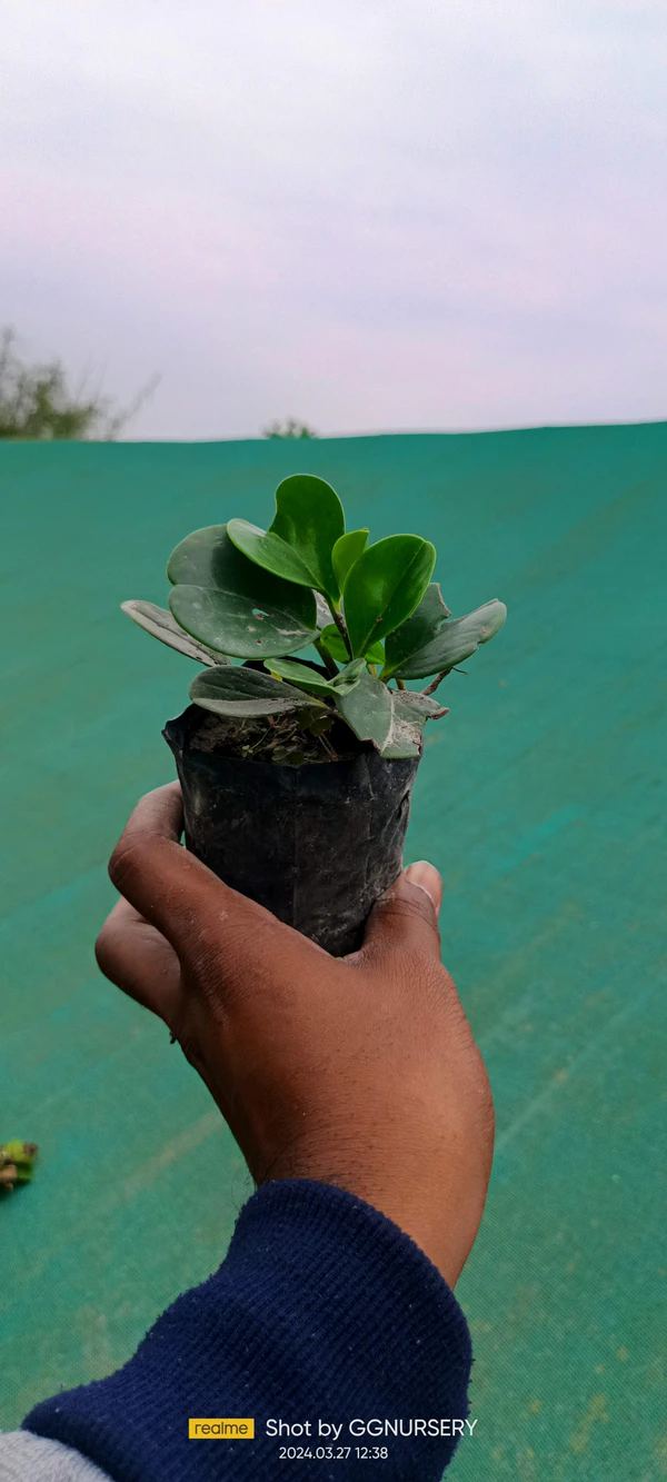 Peperomia Green Plant Sapling (100 Pcs.)