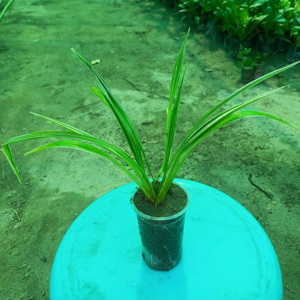 Spider Plant Variegatum Sapling 