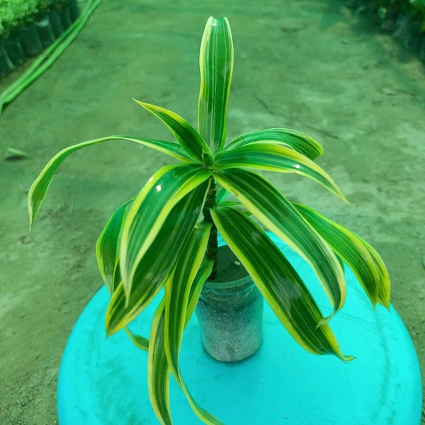 Dracaena Reflexa (Song Of India) Sapling (100 Pcs.)