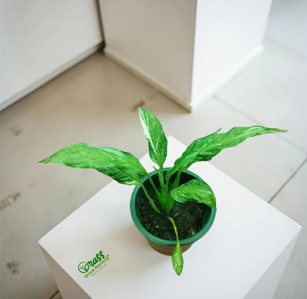 Peace Lily Varigated 