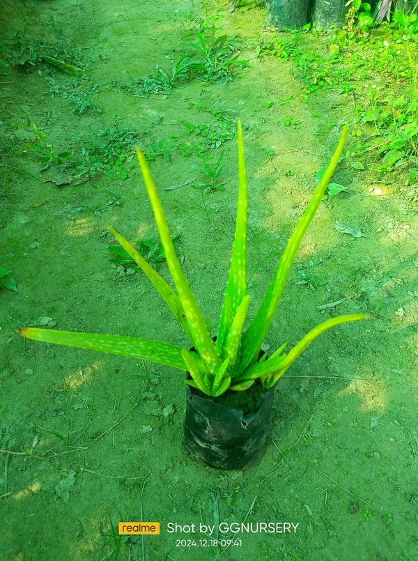 Alovera Plant 