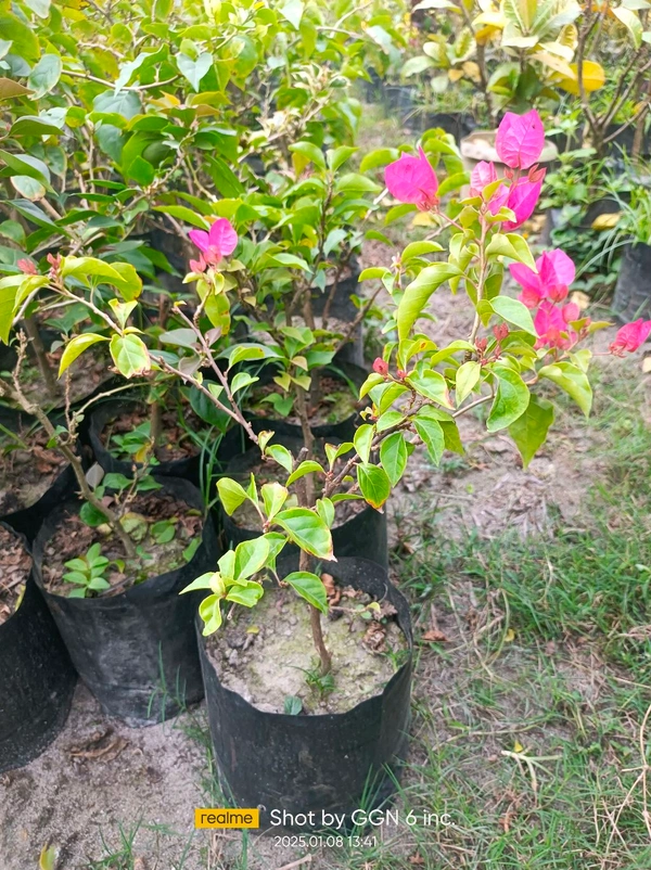 Bougainvillea Sunvillea 