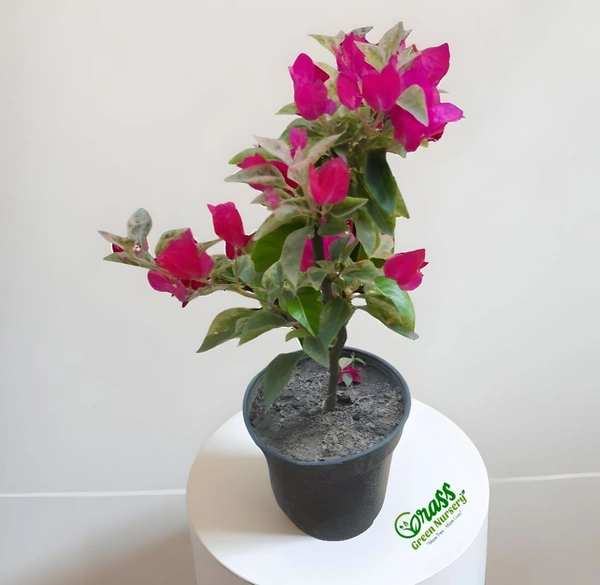 Bougainvillea Sunvillea 