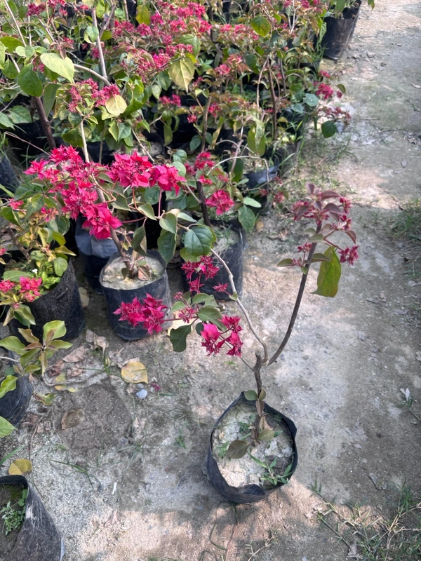 Bougainvillea Sunvillea