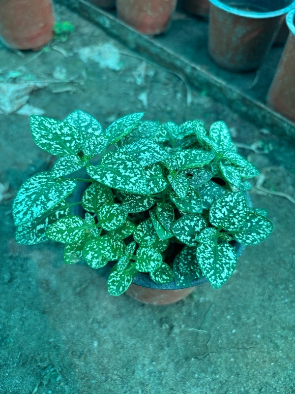 Polka Dot Plant (White Splash)