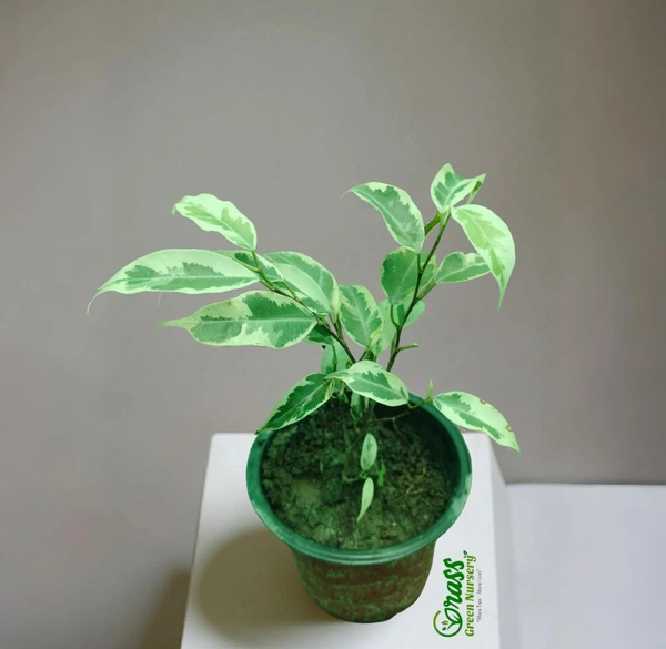 Ficus Benjamina-Starlight 