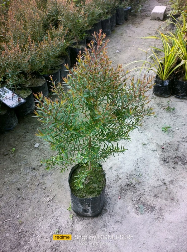 Bottle Brush Red Alert (50 Pcs.)