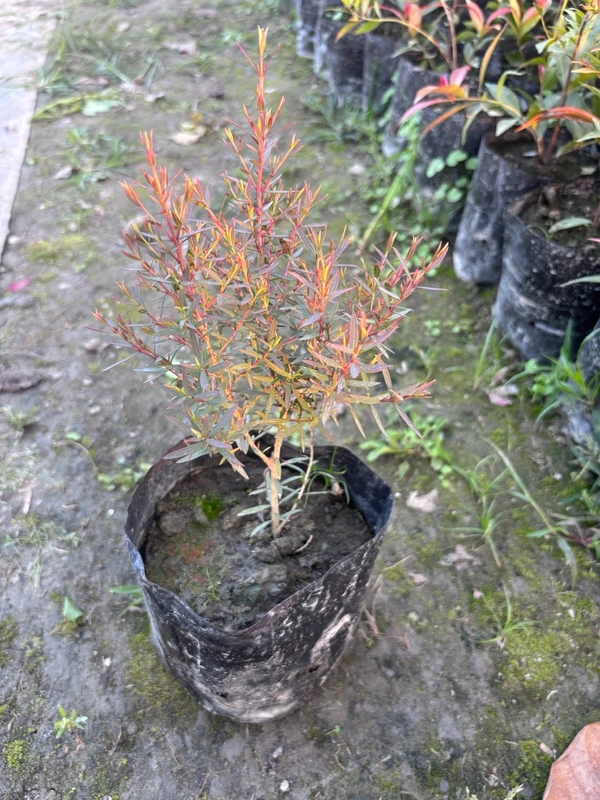 Bottle Brush Red Alert