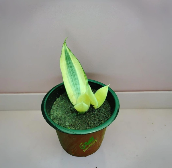 Sansevieria trifasciata 'Golden Hahnii'