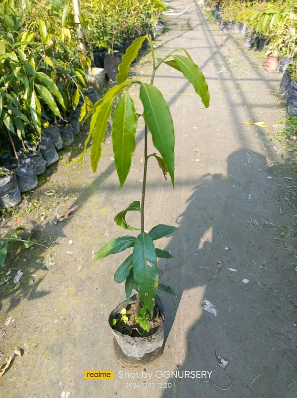 Ashoka Tree Plant