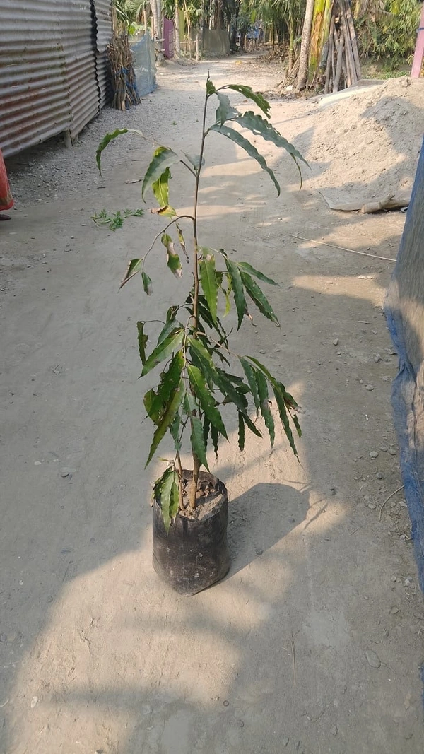 Ashoka Tree Plant