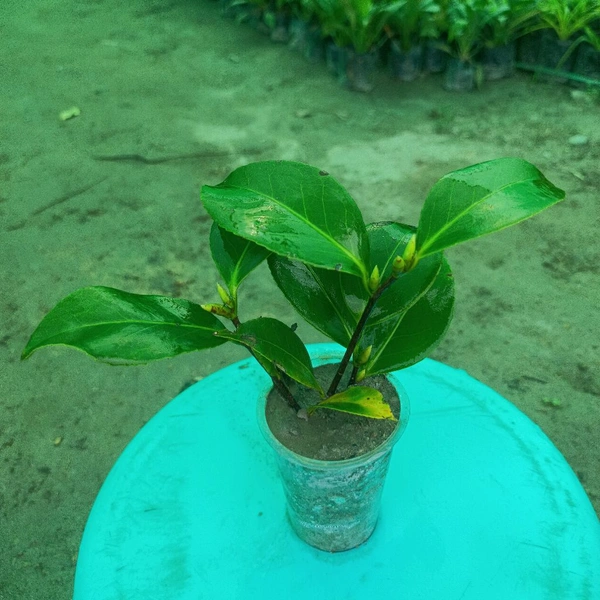 Camellia Plant Sapling 