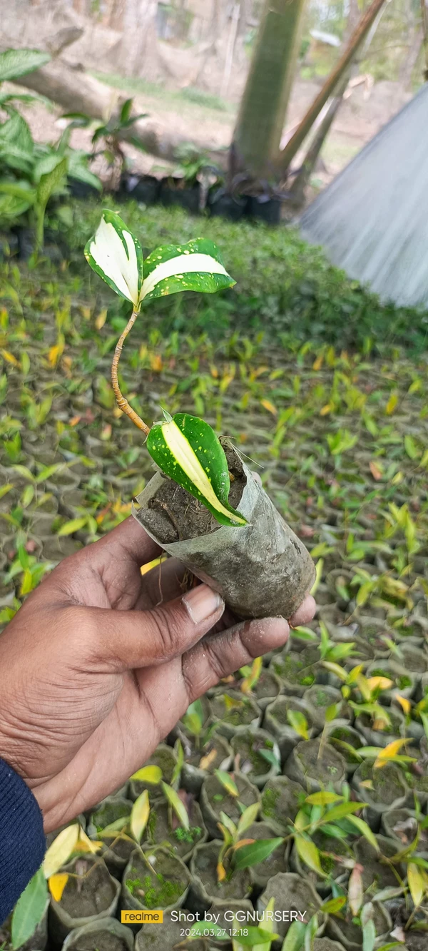 Dracaena Surculosa (Milky Way) Sapling (100 Pcs.)