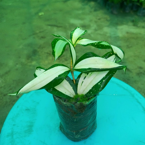 Dracaena Surculosa (Milky Way) Sapling 