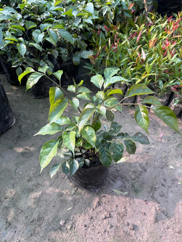 Classic Green (Radermachera sinica)