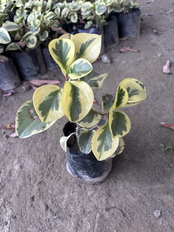 Peperomia Obtusifolia Variegated