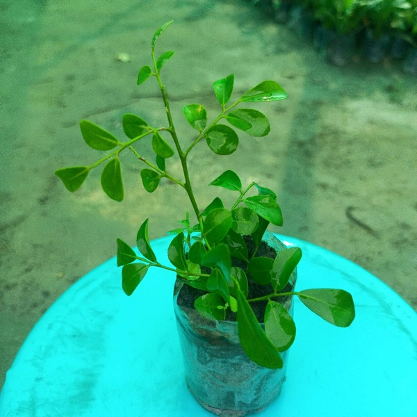 Kamini Dwarf -Murraya Paniculata Sapling 