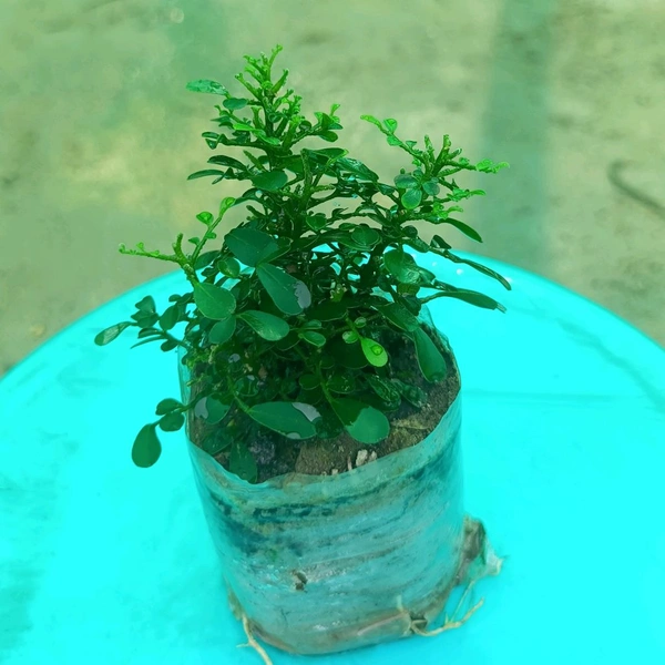 Kamini Dwarf -Table Kamini  Sapling