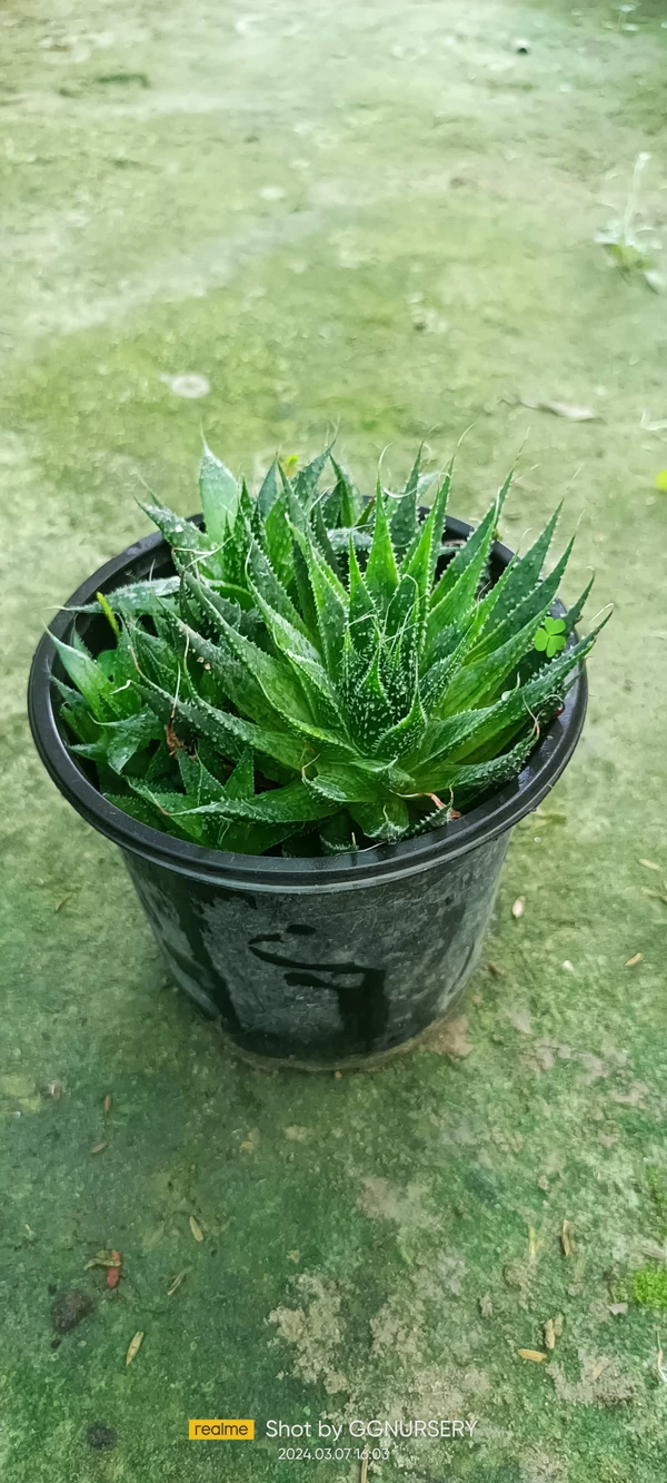 Lace Aloe