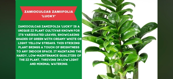 ZZ-LUCKY