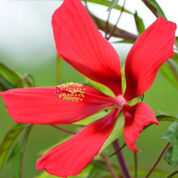 Brilliant Hibiscus - 10 Pcs.