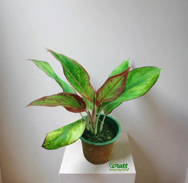 Aglaonema Lipstick Plant
