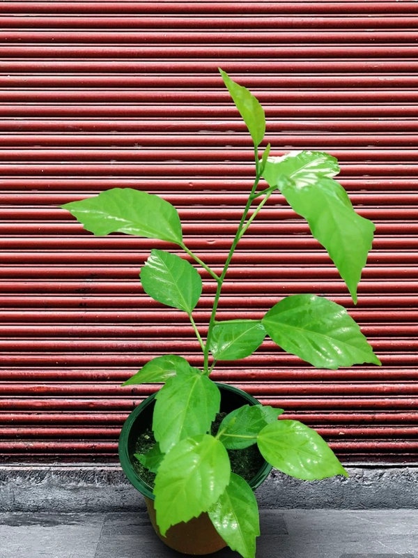 Brilliant Hibiscus