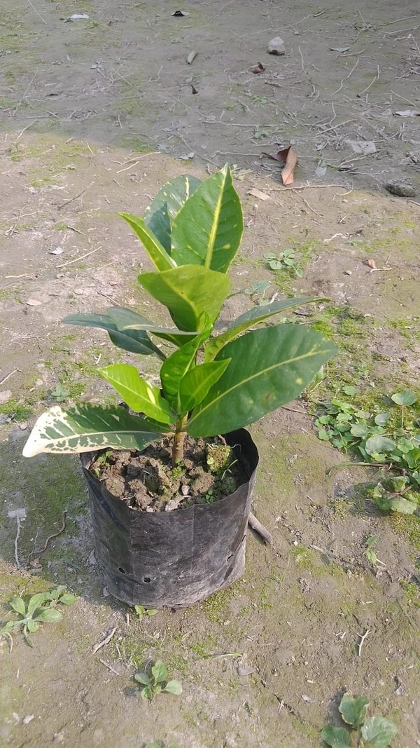 Croton Petra Yellow -