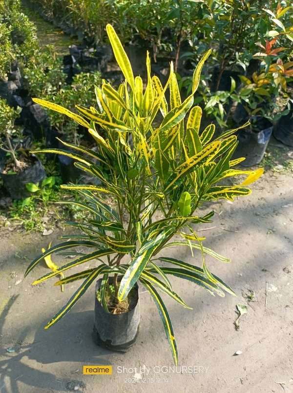 Banana Thike Leaf Croton 