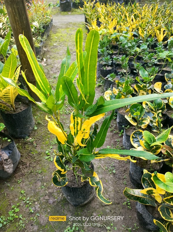 Yellow Mummy Croton 