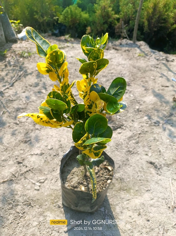 Croton Apple Leaf Yellow 