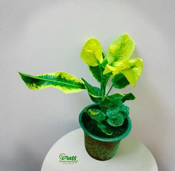 Croton Apple Leaf Yellow 