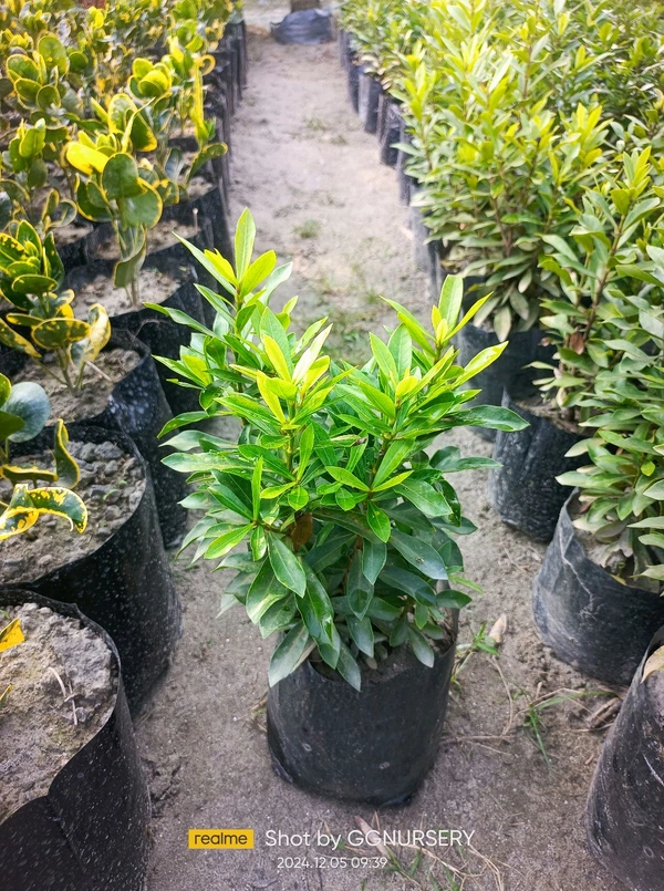 Ixora Chinese (6x6 PP)
