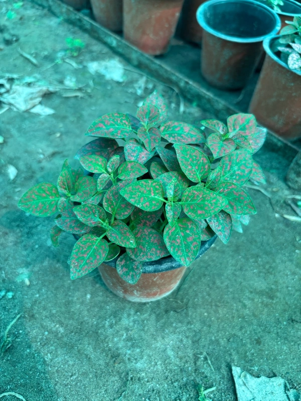 Polka Dot Plant (Red Splash)