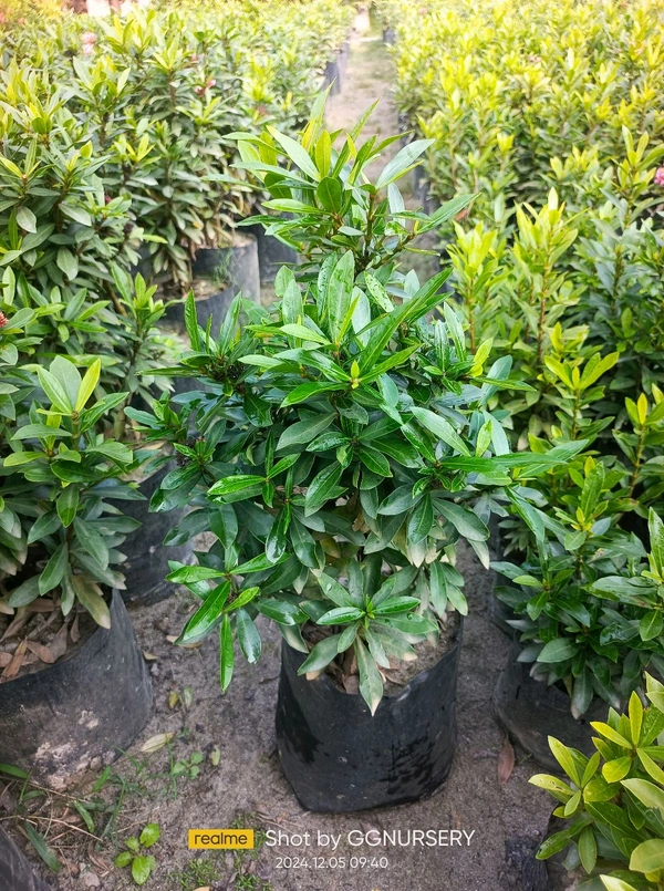 Ixora Chinese (10x10 PP)