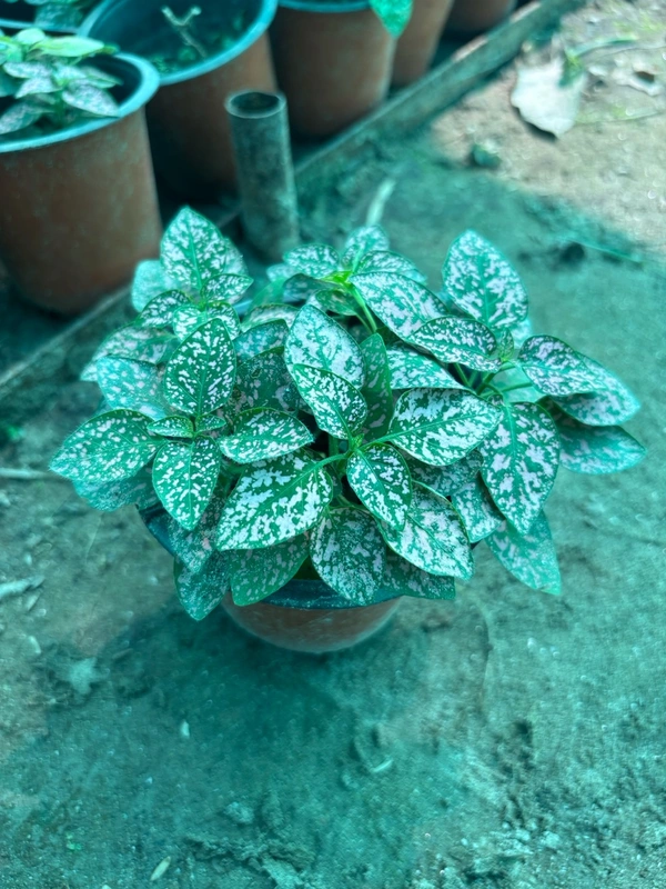 Polka Dot Plant (Pink Splash)