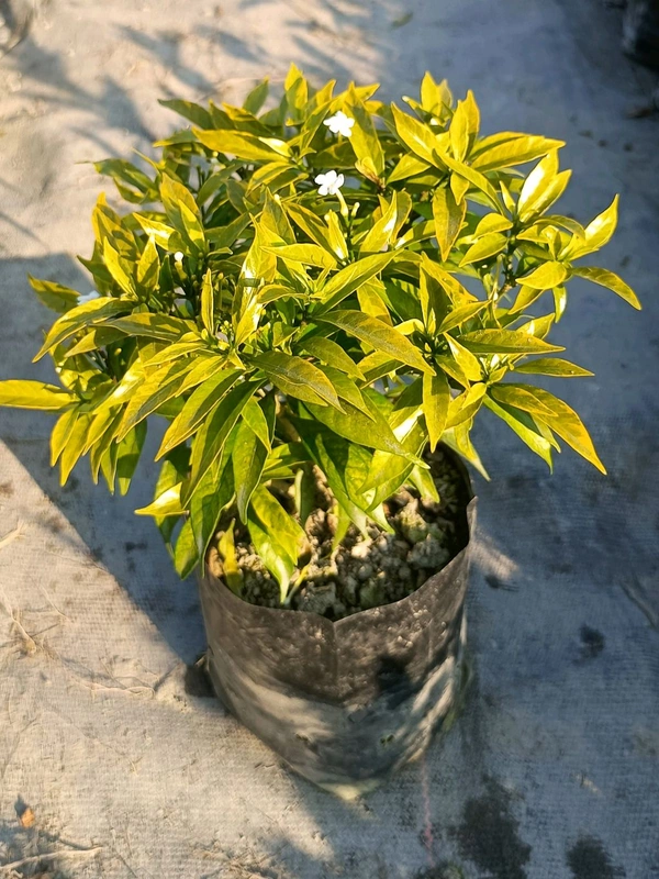 Variegated Crape Jasmine - Chandni