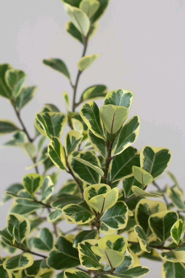 Ficus Deltoidea Variegated 