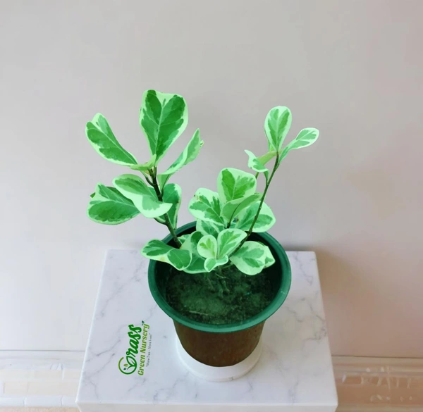 Ficus Deltoidea Variegated 