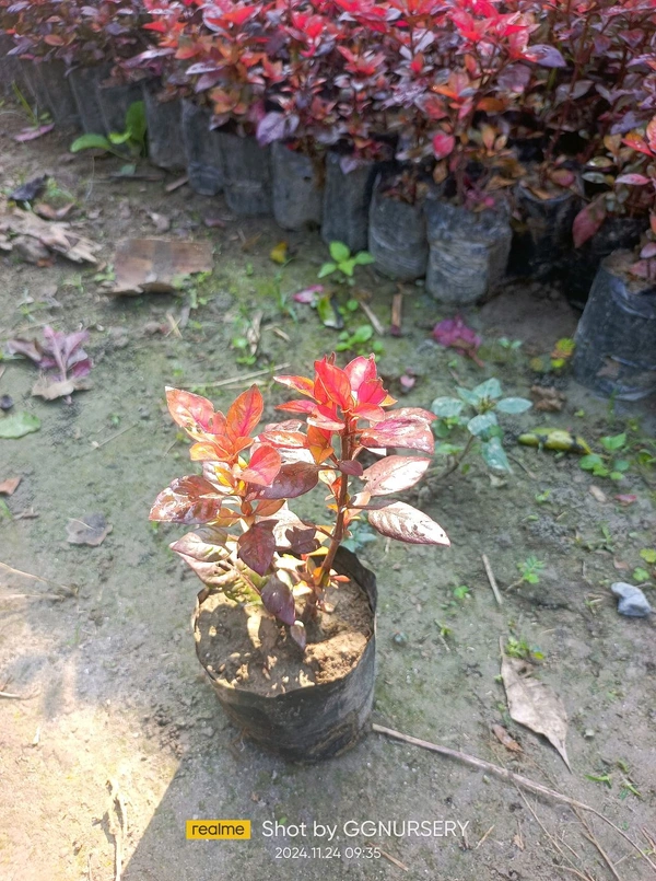 Hedge Brindabon Hybrid 