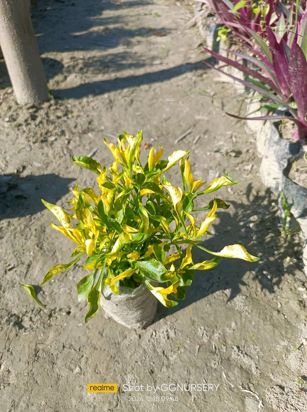 Hedge Brindabon Yellow 